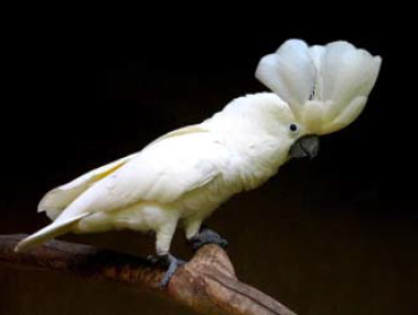 Umbrella Cockatoo