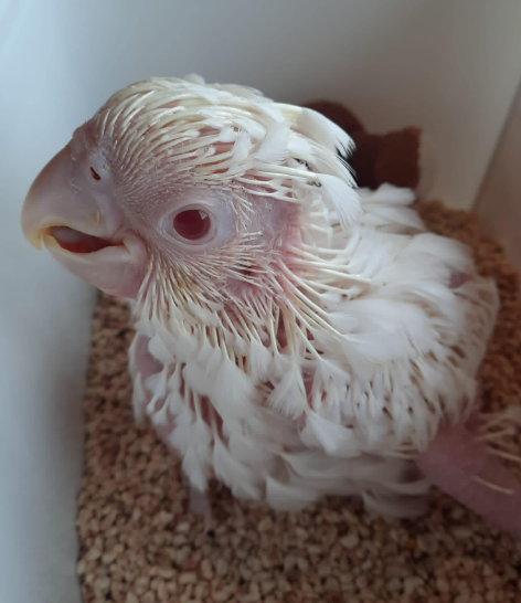 Umbrella Cockatoo chick