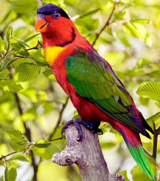 Yellow-bibbed Lory breeding