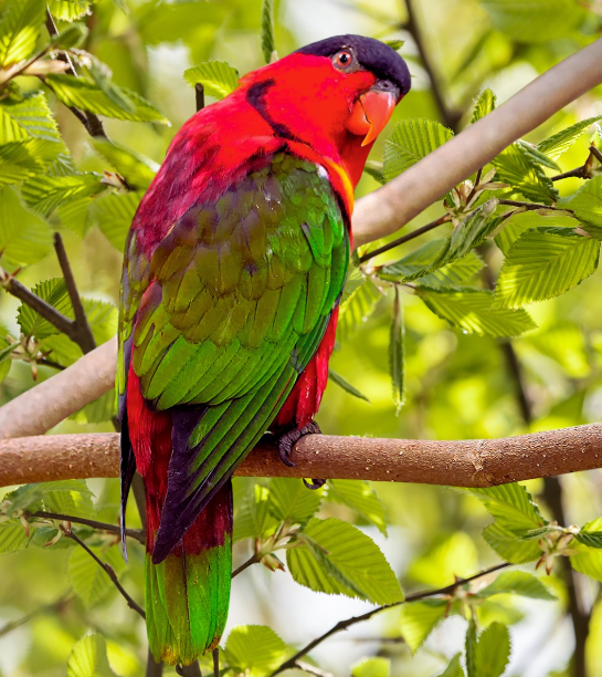 Yellow-bibbed Lory