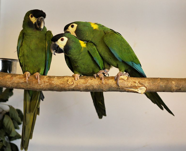 Yellow-collared Macaw
