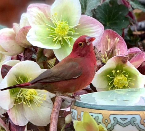 Red-billed Firefinch