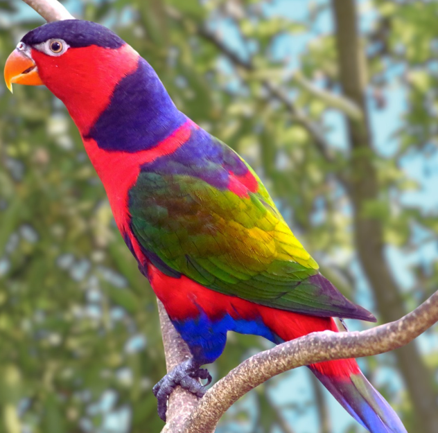 Black-capped Lory breeding