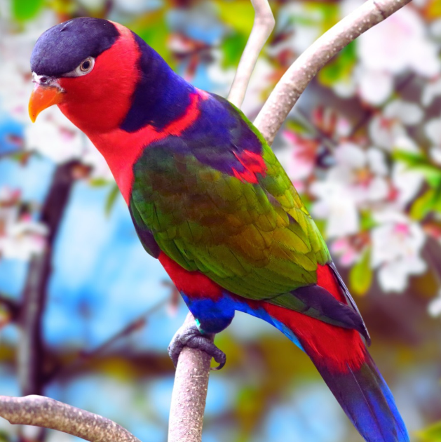 Black-capped Lory
