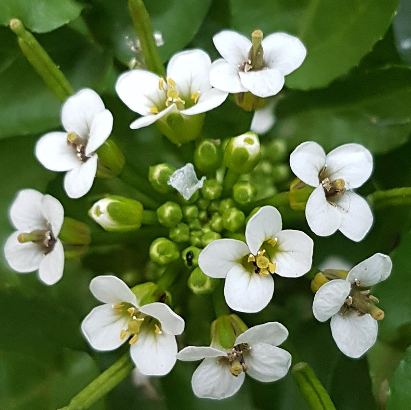 Can Birds Eat Watercress