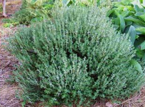 Can birds eat Thyme