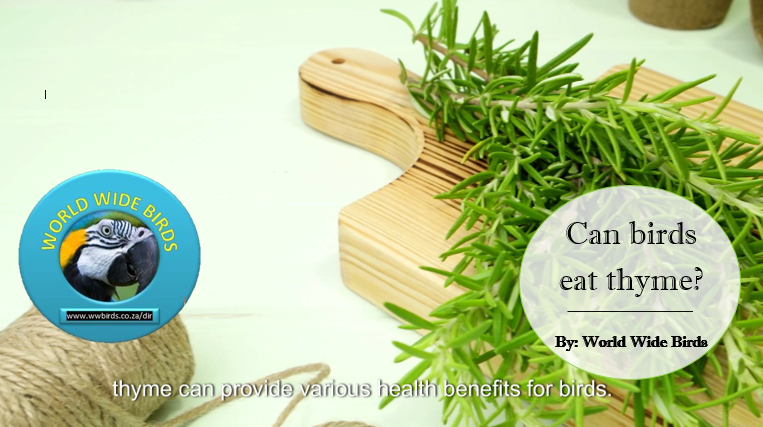 Can birds eat thyme video