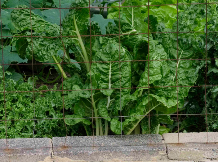 Can birds eat Swiss chard