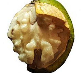 Walnuts for birds