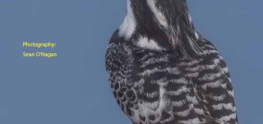 Bird magazine July 2025