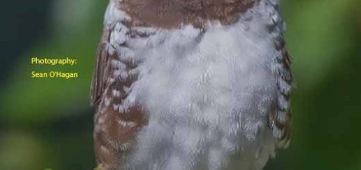 Bird magazine August 2025
