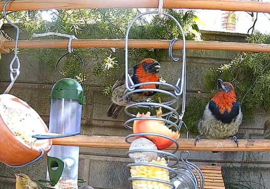 Live bird cam From about 8 to 5 SA Time - Garden Birds of Gauteng, South Africa