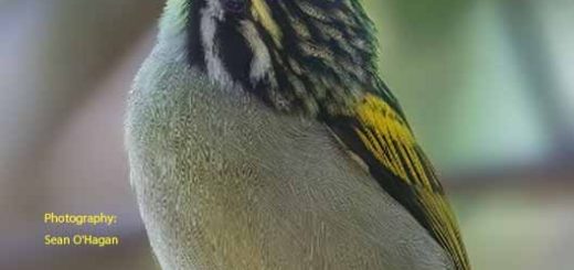 Bird magazine September 2025