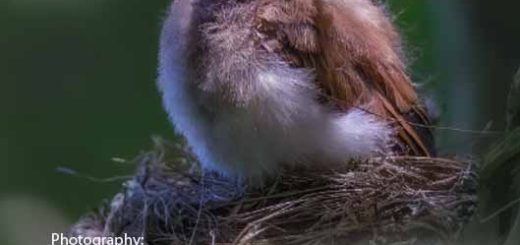 Bird magazine January 2026