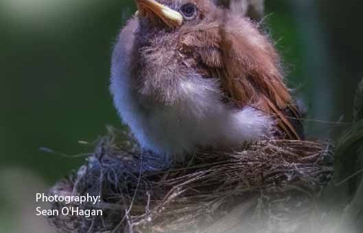 Bird magazine January 2026