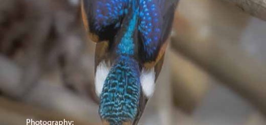 Bird magazine January 2026