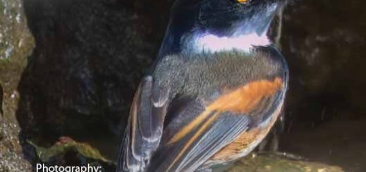 Bird magazine March 2026