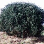 puzzle bush, also deurmekaarbos in Afrikaans