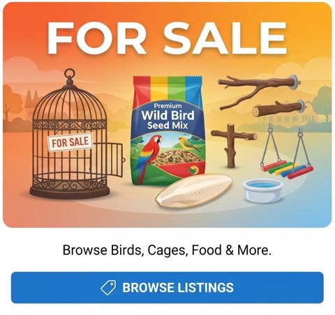 birds for sale