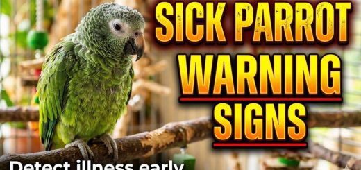 Identifying and Preventing Illness in Parrots