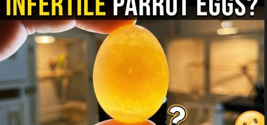 The REAL Cause of Infertility in Parrots
