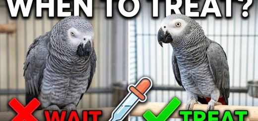 When Should You Medicate Your Birds (Most Breeders Get This Wrong)