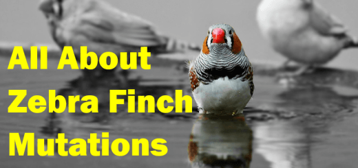 All About Zebra Finch Mutations Colors, Patterns & Breeding Explained Thumbnail