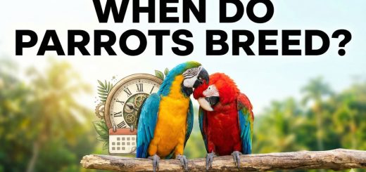 At What Age Do Parrots Breed Breeding Readiness, Species Differences & Expert Insights thumbnail