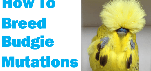 Budgie Genetics Explained How to Breed for Colour Mutations By Ghalib Al-Nasser thumbnail