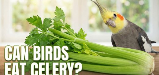 Can Birds Eat Celery Is Celery Safe or Harmful for Pet Birds thumbnail