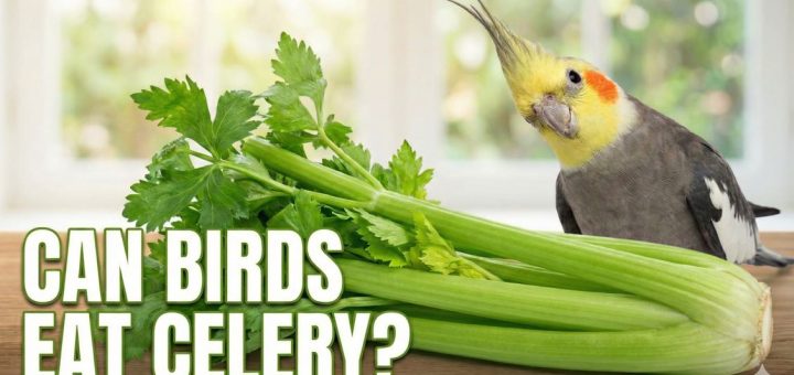 Can Birds Eat Celery Is Celery Safe or Harmful for Pet Birds thumbnail