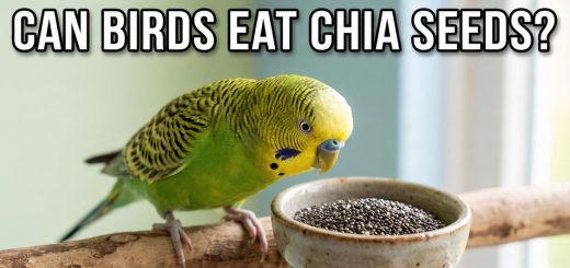 Can Birds Eat Chia Seeds Safe, Healthy or Harmful thumbnail