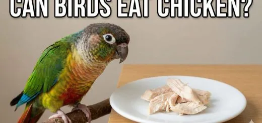 Can Birds Eat Chicken Meat Safe Feeding, Protein Benefits & Bird-Safe Recipe