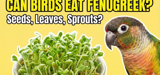 Can Birds Eat Fenugreek Benefits, Risks & How to Feed It Safely thumbnail