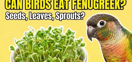 Can Birds Eat Fenugreek Benefits, Risks & How to Feed It Safely thumbnail