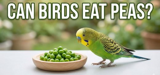 Can Birds Eat Peas Safe Feeding Tips for Wild Birds and Parrots