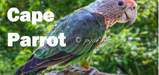 Cape Parrot Explained Breeding Biology Habitat & Conservation Status Poicephalus robustus