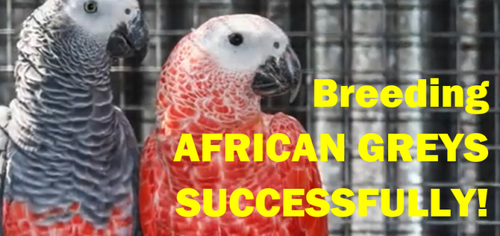 How to Breed African Grey Parrots Expert Aviculture Guide with Tony Silva Insights