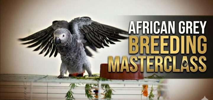 How to Breed African Greys Successfully Expert Guide by Jean Pattison