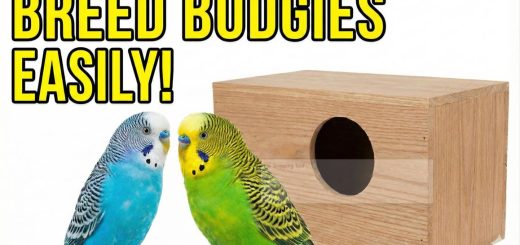 How to Breed Budgies Complete Beginner’s Guide Pet Budgies thumbnail