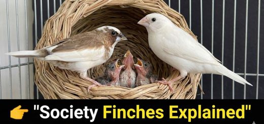 How to Breed Society Finches & Use Them as Foster Parents Bengalese Finch Aviculture thumbnail