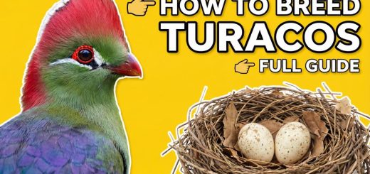 How to Breed Turacos Complete Guide to Housing, Diet & Chick Rearing