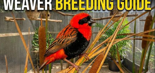 How to Breed Weaver Birds Successfully Nesting Diet Behaviour & Aviary Setup thumbnail
