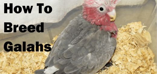 How to Breed the Galah Expert Tips from Tony Silva Egg Breaking Behavior Explained thumbnail