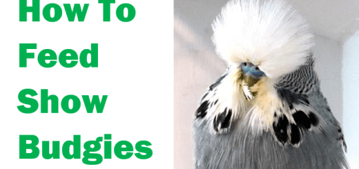 How to Feed Show Budgies Expert Advice from Bob Wilson thumbnail