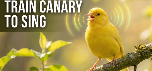 How to Train a Canary to Sing Vocal Training, Environment, Light Cycles & Proven Methods