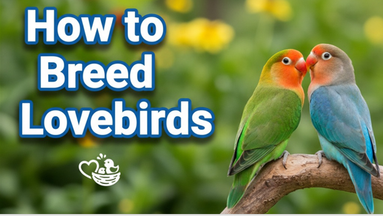 How to breed lovebirds