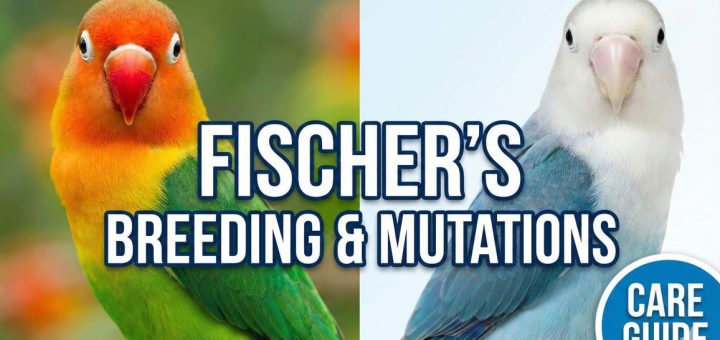 Keeping & Breeding Fischer’s Lovebirds (Agapornis fischeri) Care, Nesting & Mutations Guid