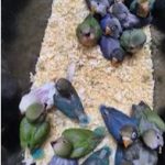 Lovebirds-for-sale.JPG