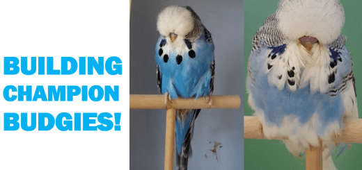 The Competitive World of Exhibition Budgerigars Breeding, Training & Show Preparation Explained Thumbnail